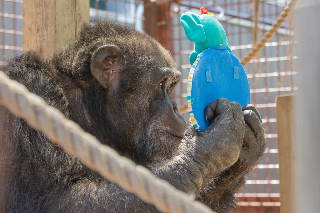 Binky at Fauna Foundation by NJ Wight