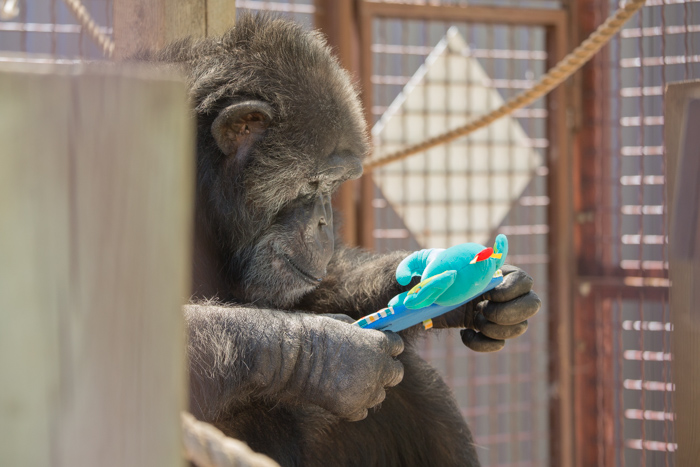 Binky at Fauna Foundation by NJ WIght