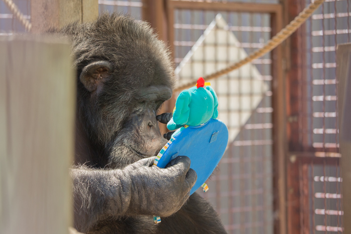 Binky at Fauna Foundation by NJ Wight