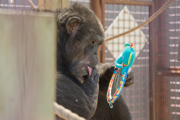 Binky at Fauna Foundation by NJ Wight