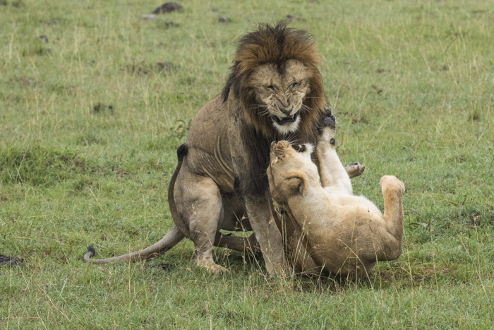 Lion mating in Mara North. © NJ Wight