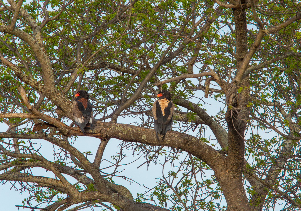 Pair of Bataleur eagles buy NJ Wight