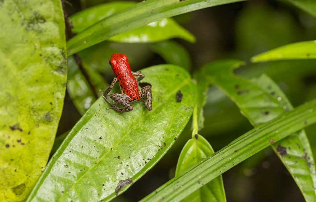 Strawberry Poison dart frog by nj wight