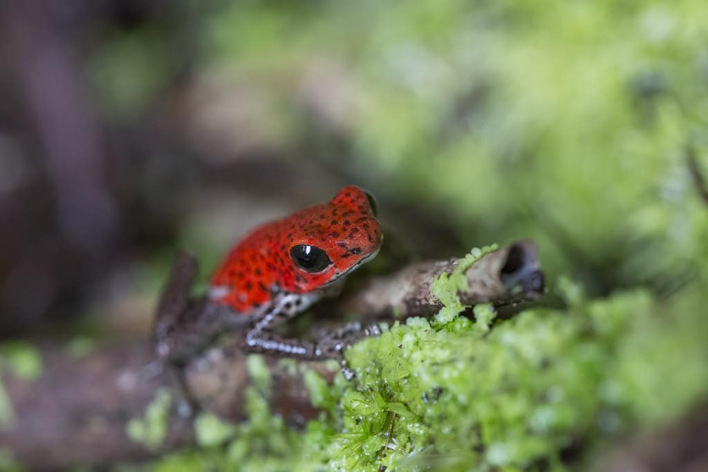 Strawberry Poison dart frog by nj wight