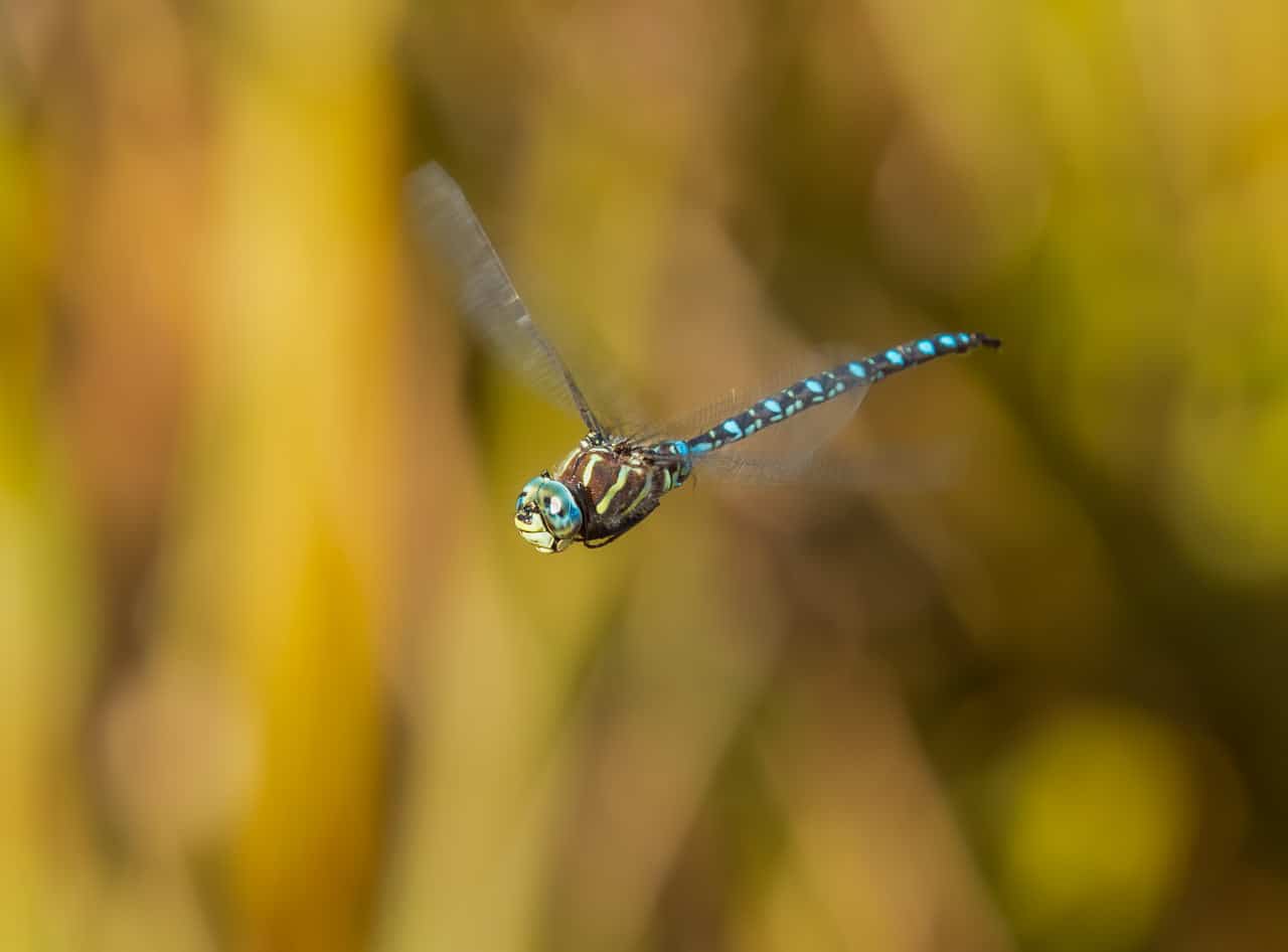 Photographing dragonflies by nj wight