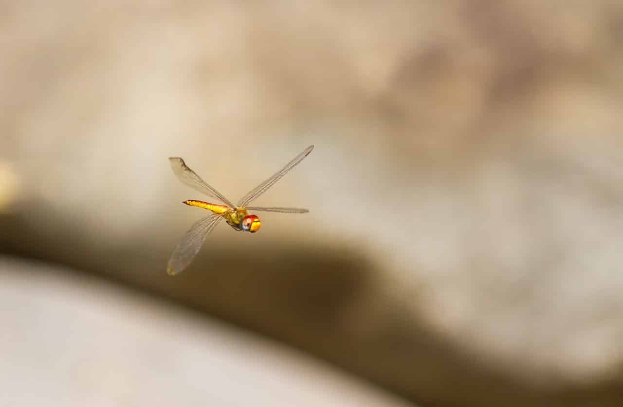 Photographing dragonflies by nj wight