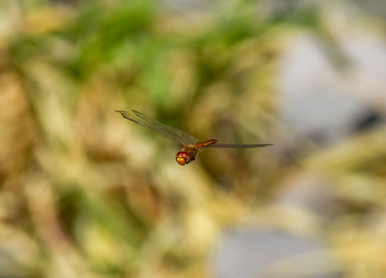 Photographing dragonflies by nj wight