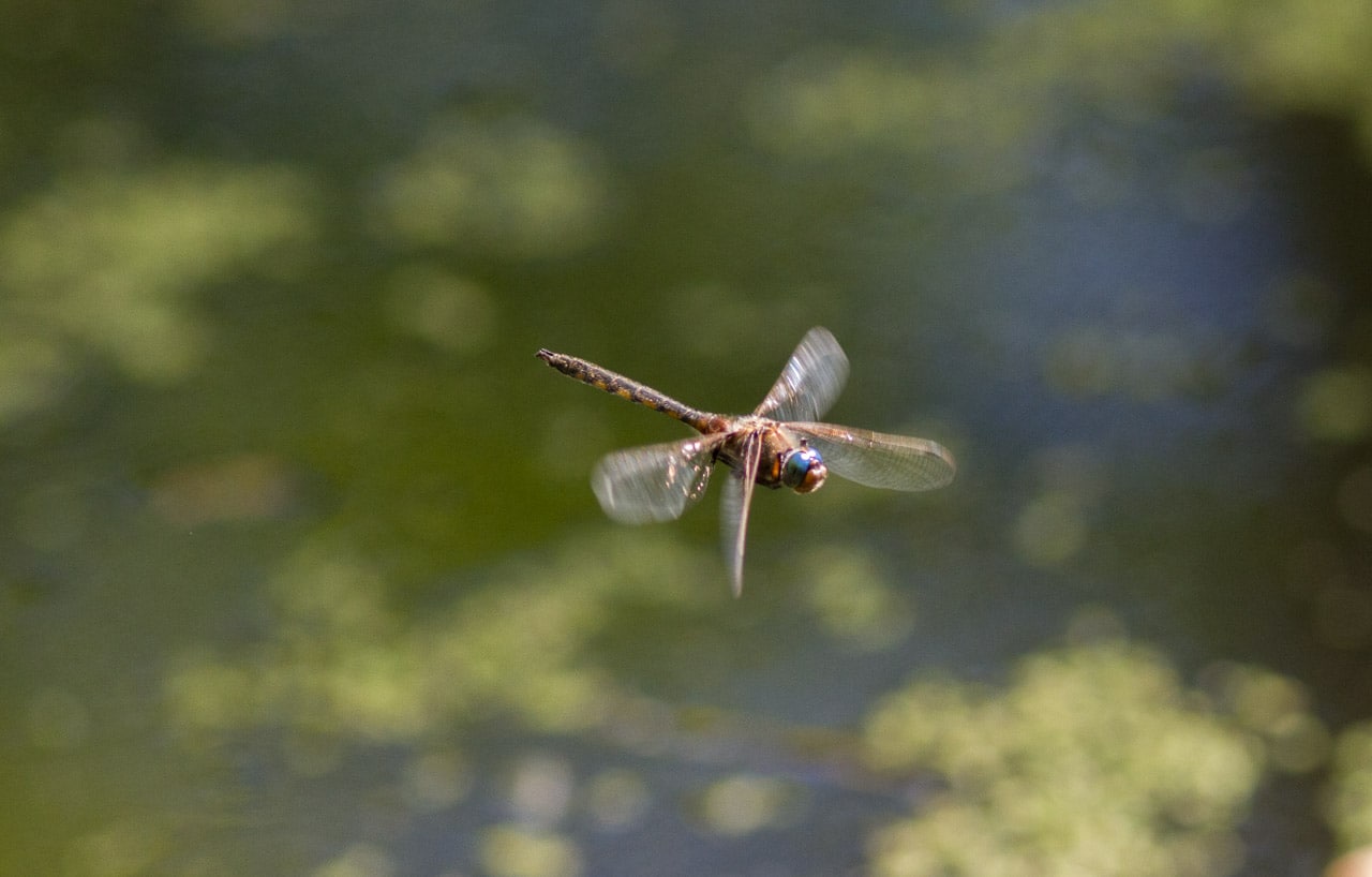 Photographing dragonflies by nj wight