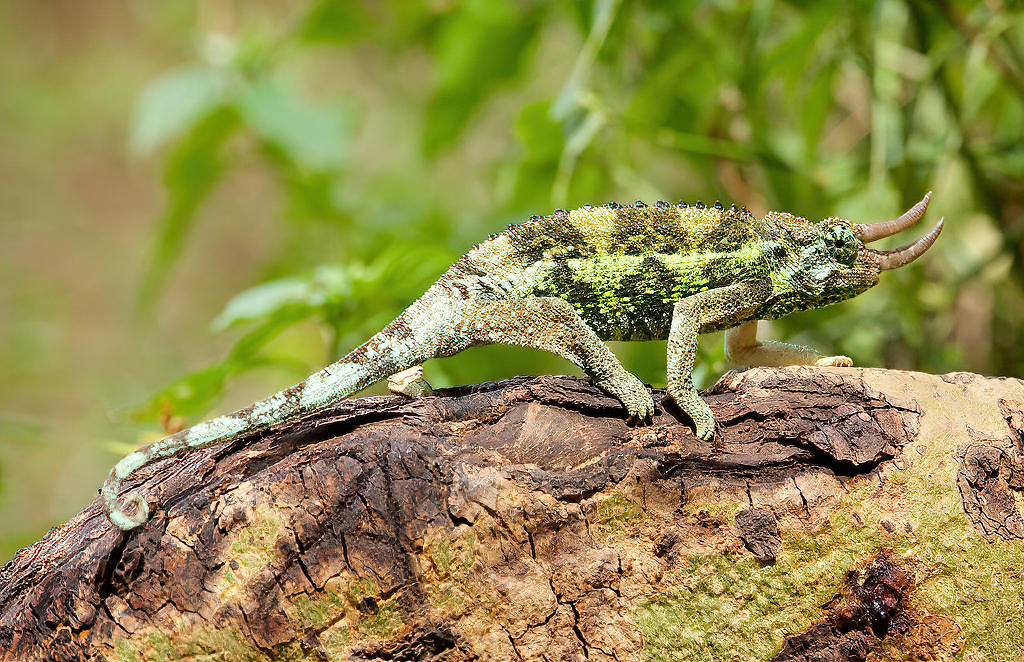 Jackson's Chameleon NJ Wight