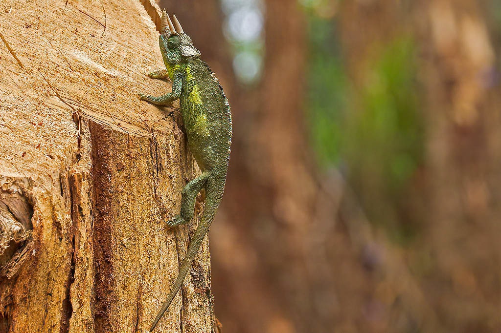 Jackson's Chameleon NJ Wight