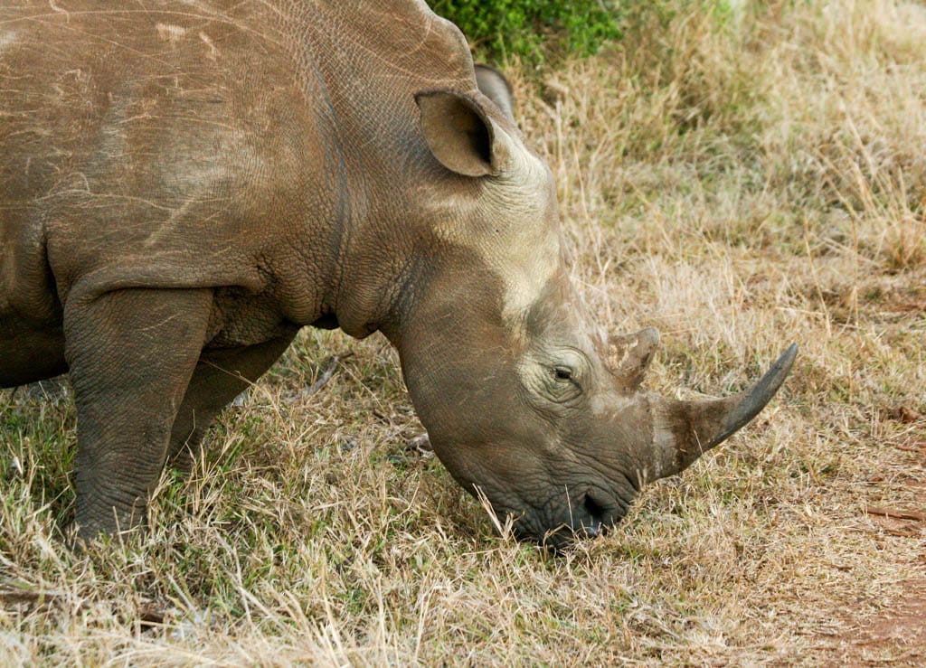 Grazing white rhino