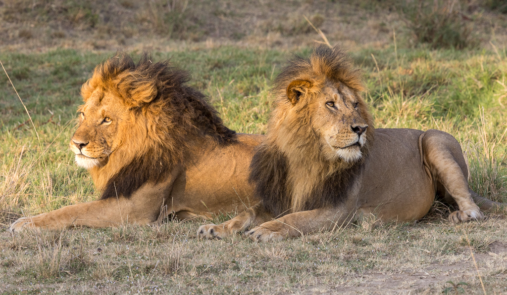 Two male lions form a coalition.