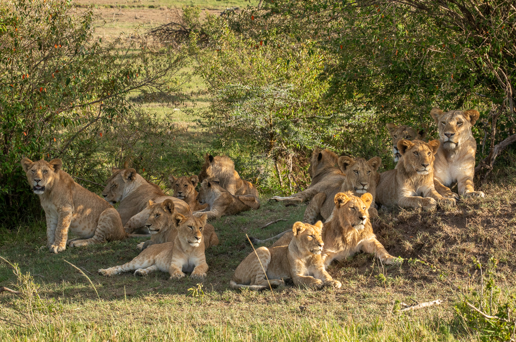 Lion pride in Kenya