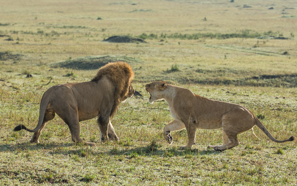 lioness fights male lion