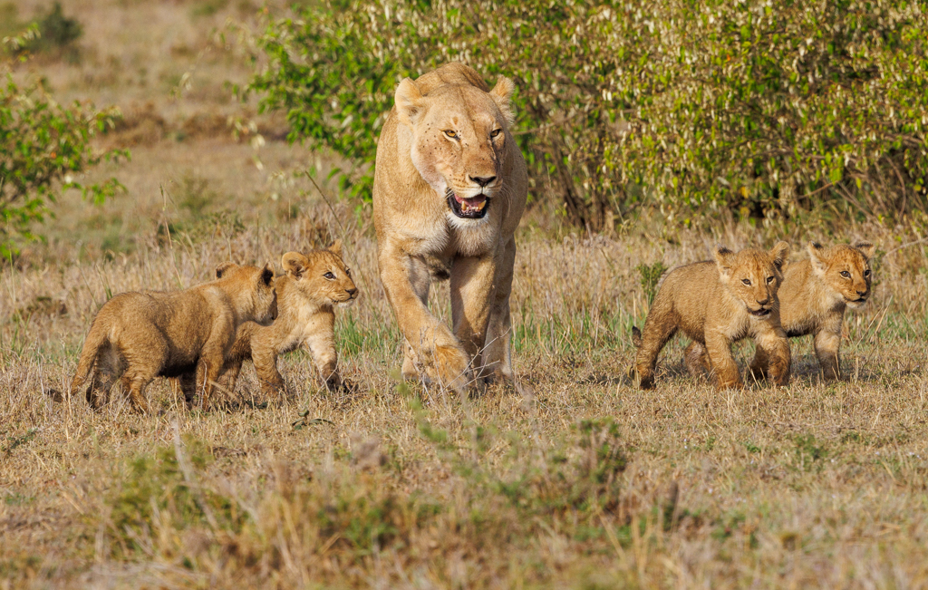 female with lion cubs.