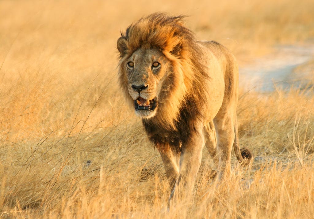 Male lion in the golden light of sunset.