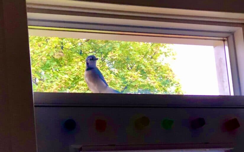 Dad-jay tapping on the window.