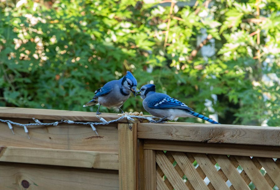 Dad-jay and lady bird friend.