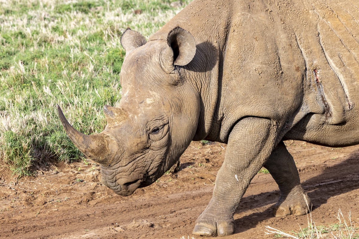 Elvis the black rhino