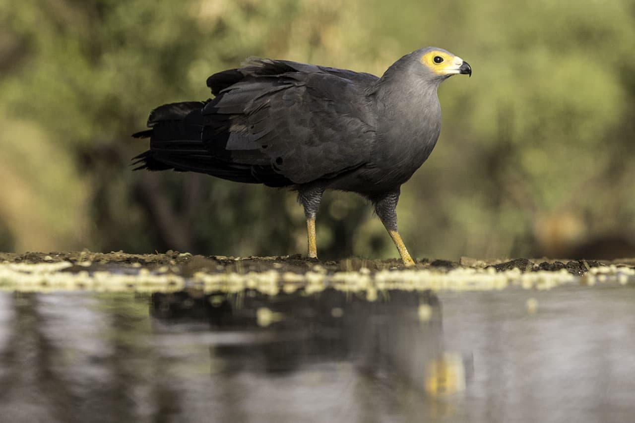 Harrier hawk at the waterhole by NJ Wight.