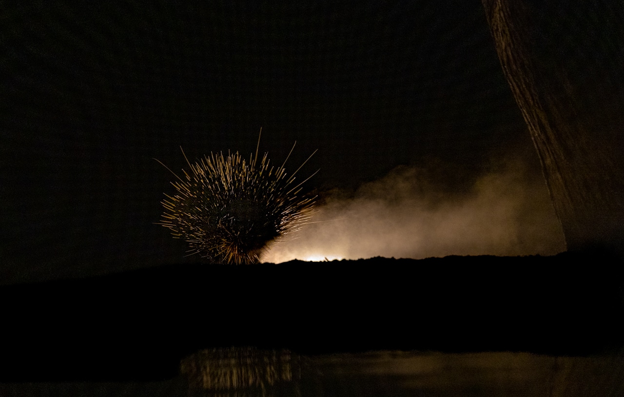 backlit porcupine leaving a waterhole.