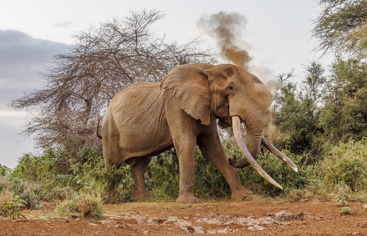 Craig the tusker elephant dustbath by NJ Wight