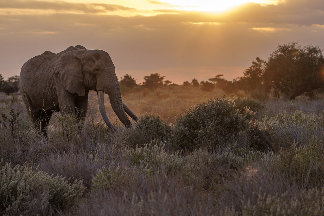 Craig the tusker elephant at sundown by NJ Wight