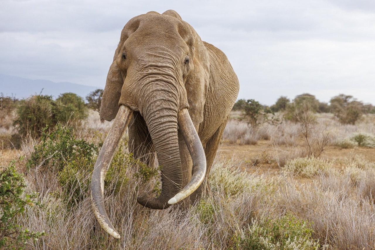 Craig the tusker in Amboseli. By NJ Wight