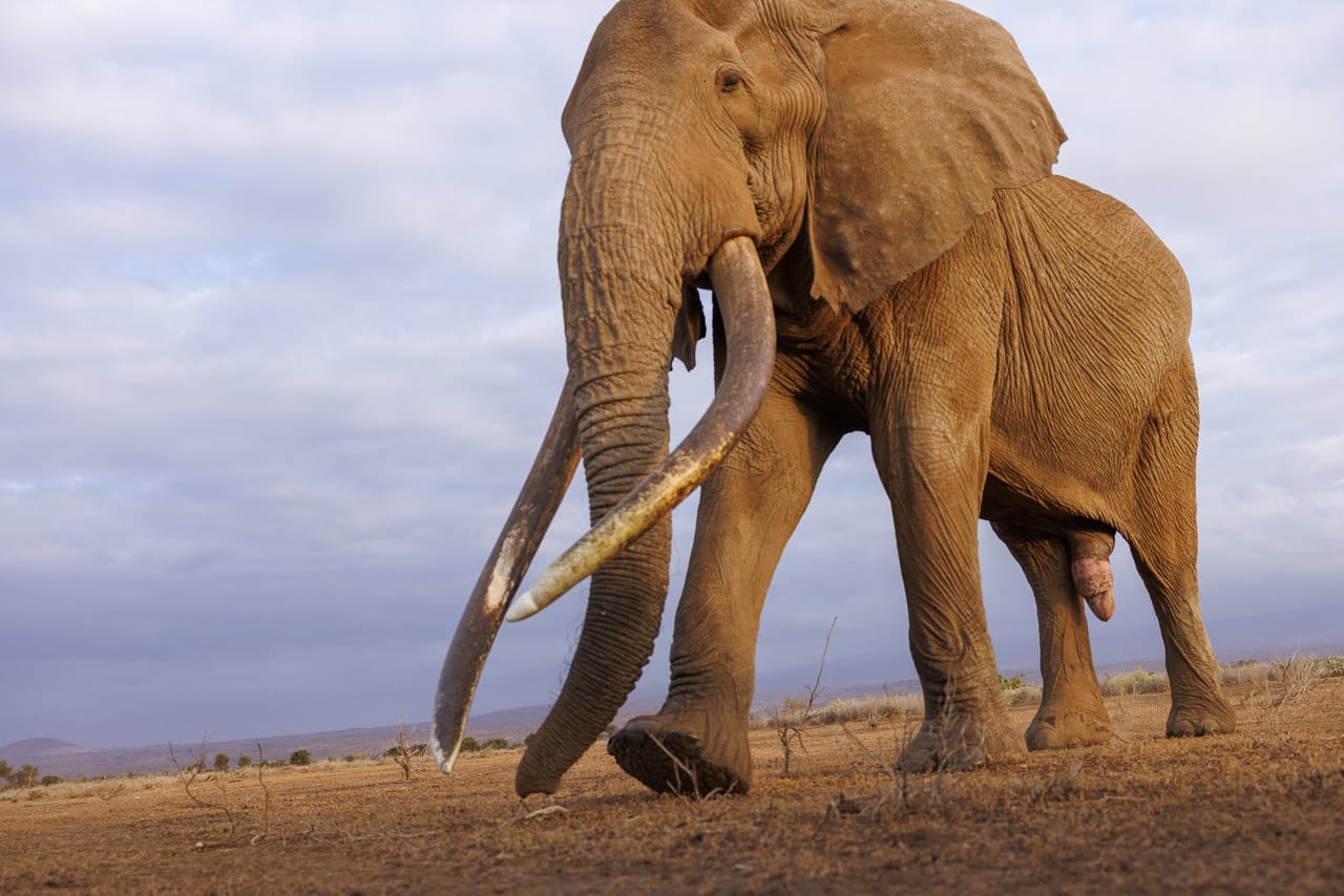 Craig the tusker walking by at close range. 