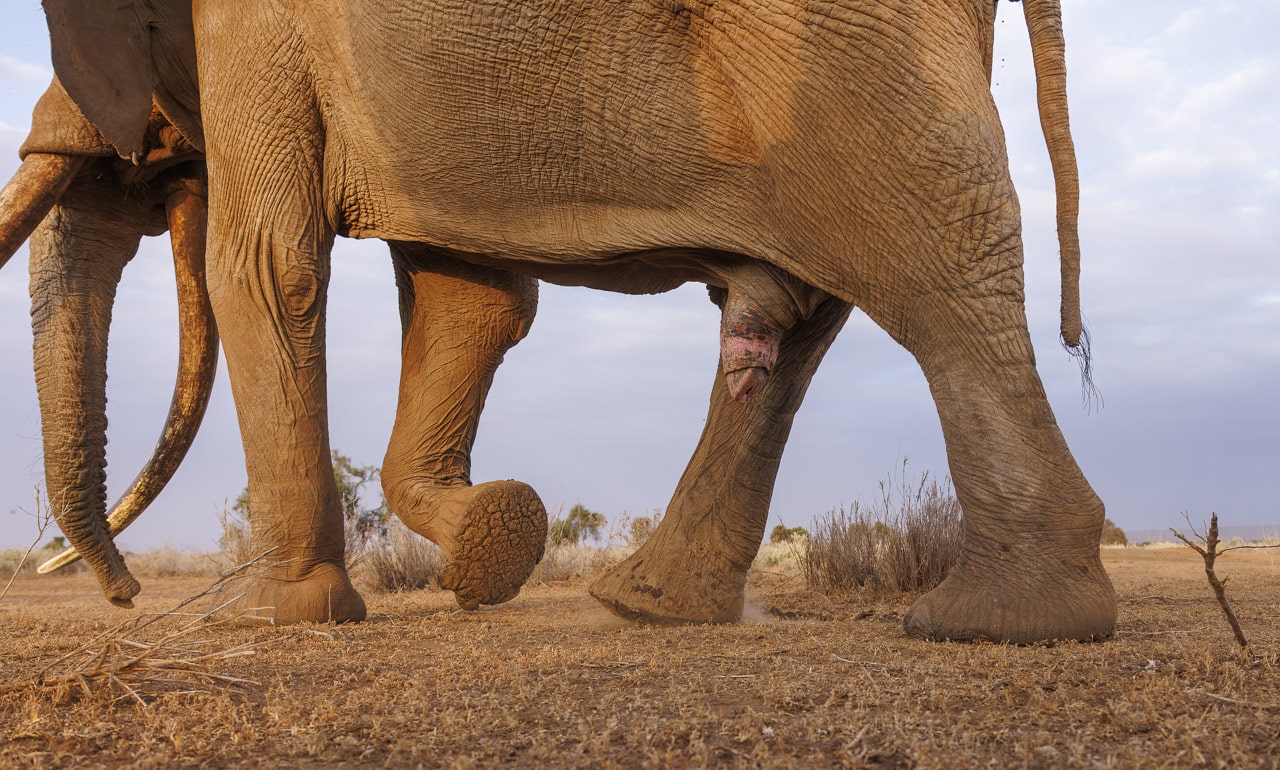 Craig the tusker walking by NJ Wight at close range. 