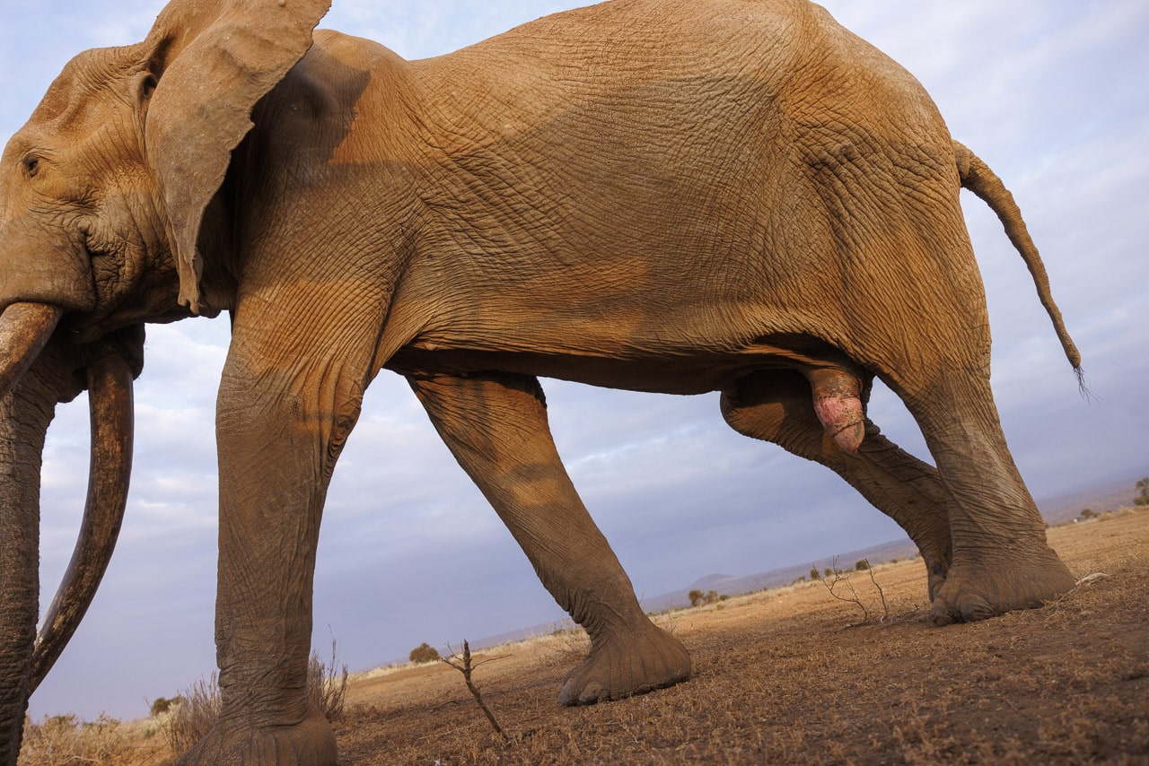 Craig the tusker walking by NJ Wight at close range. 