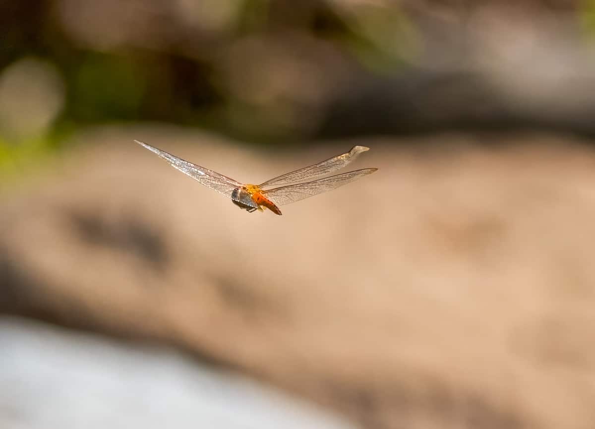 photographing dragonflies nj wight