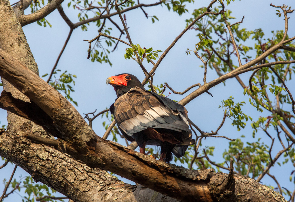 Bataelur eagle by NJ Wight